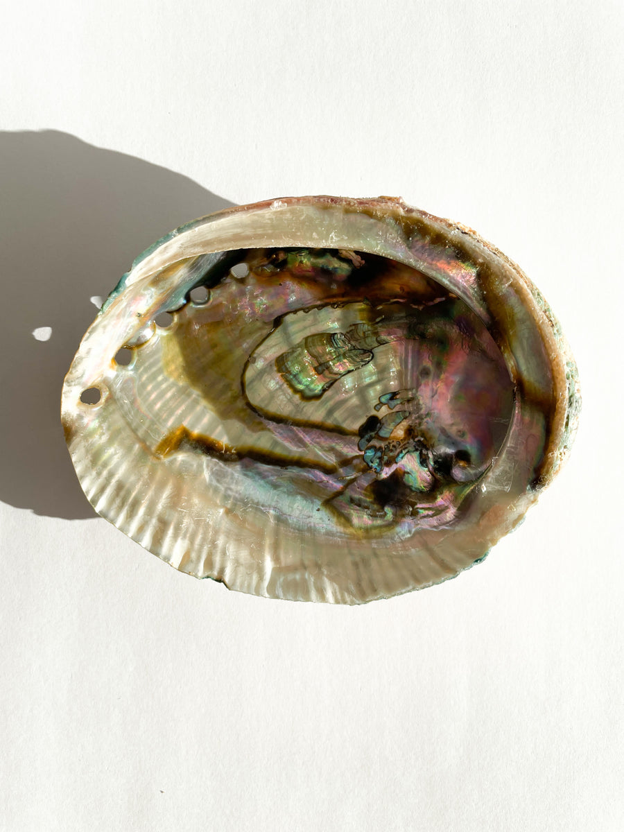 Abalone Räuchermuschel