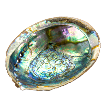 Abalone Räuchermuschel groß