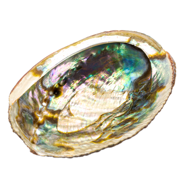 Abalone Räuchermuschel klein